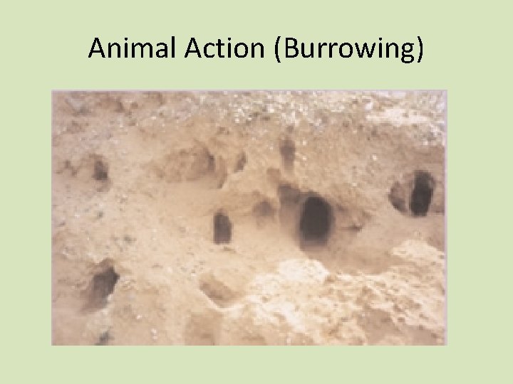 Animal Action (Burrowing) 
