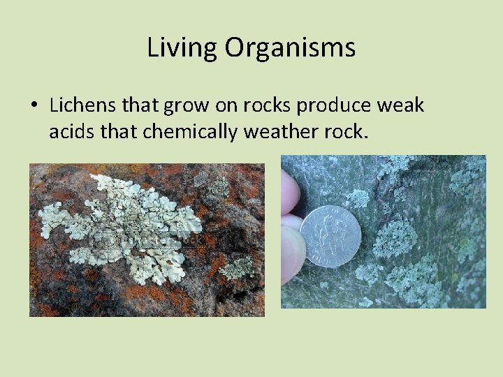 Living Organisms • Lichens that grow on rocks produce weak acids that chemically weather