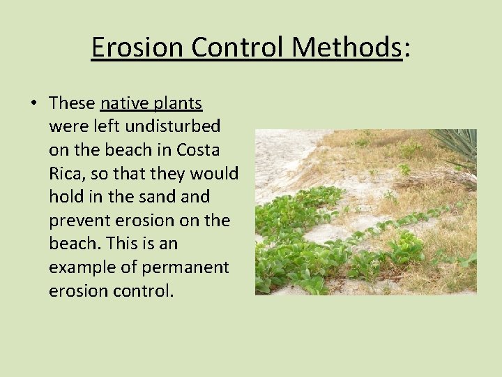 Erosion Control Methods: • These native plants were left undisturbed on the beach in