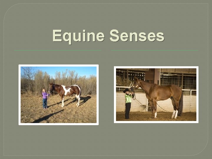 Equine Senses 