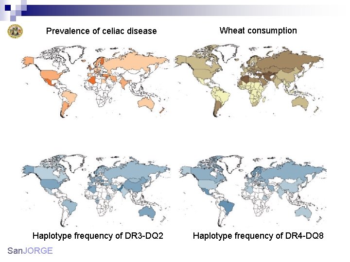 Prevalence of celiac disease Haplotype frequency of DR 3 -DQ 2 San. JORGE Wheat