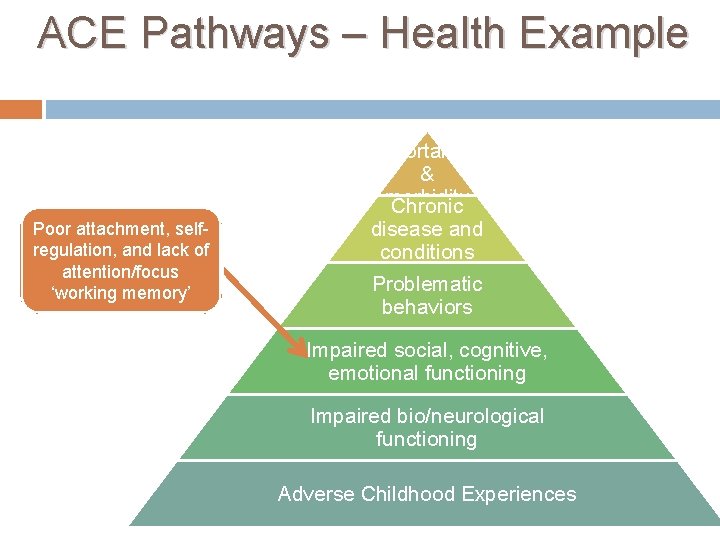 ACE Pathways – Health Example Increased mortality & morbidity Chronic Poor attachment, selfregulation, and