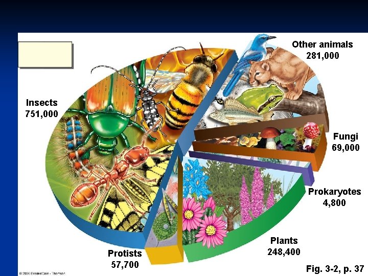 Other animals 281, 000 Insects 751, 000 Fungi 69, 000 Prokaryotes 4, 800 Protists