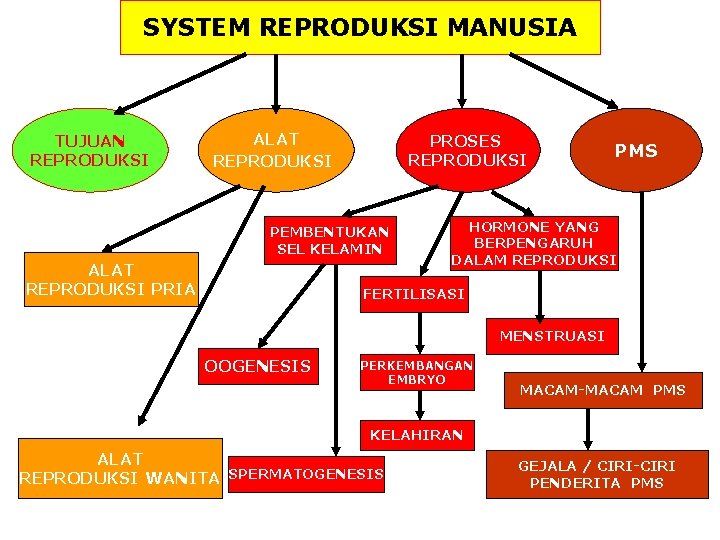 SYSTEM REPRODUKSI MANUSIA TUJUAN REPRODUKSI ALAT REPRODUKSI PROSES REPRODUKSI PEMBENTUKAN SEL KELAMIN ALAT REPRODUKSI