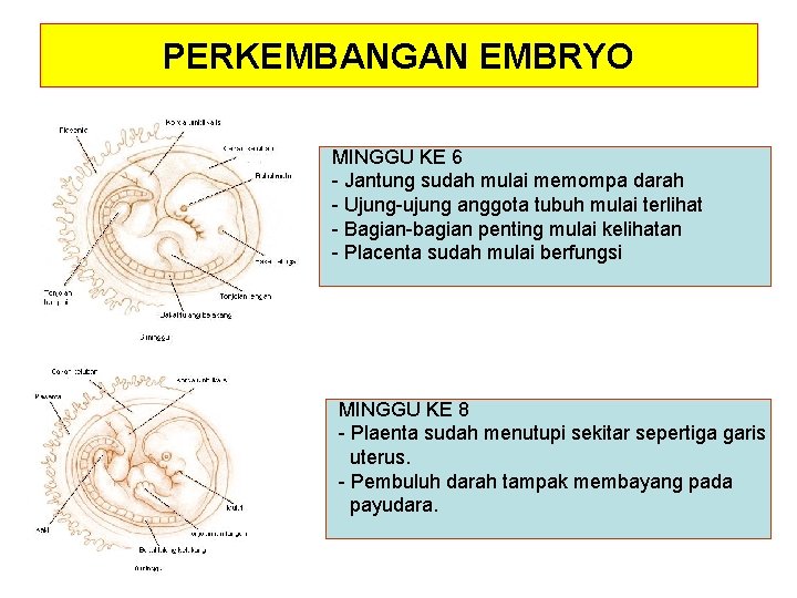 PERKEMBANGAN EMBRYO MINGGU KE 6 - Jantung sudah mulai memompa darah - Ujung-ujung anggota