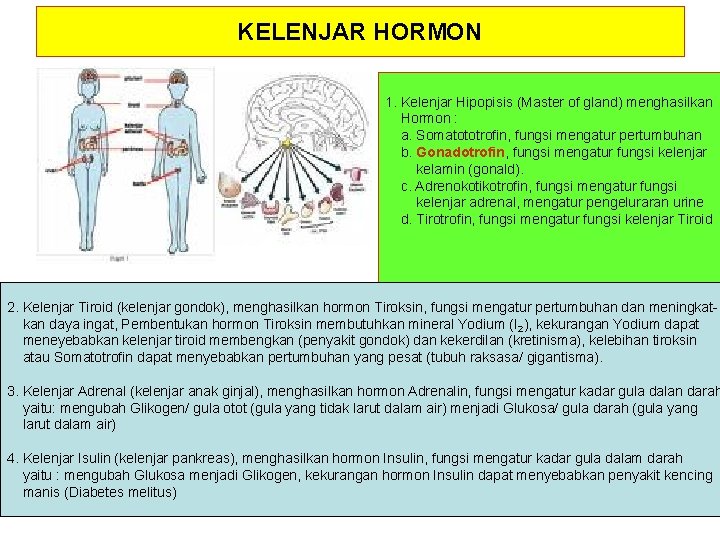 KELENJAR HORMON 1. Kelenjar Hipopisis (Master of gland) menghasilkan Hormon : a. Somatototrofin, fungsi