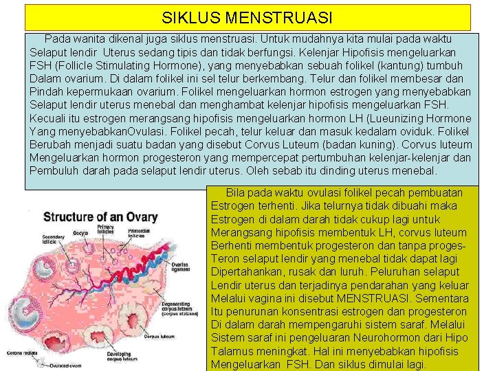 SIKLUS MENSTRUASI Pada wanita dikenal juga siklus menstruasi. Untuk mudahnya kita mulai pada waktu