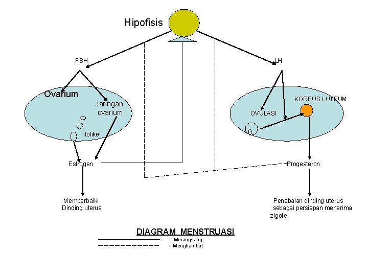 Hipofisis FSH LH Ovarium KORPUS LUTEUM Jaringan ovarium OVULASI folikel Estrogen Progesteron Memperbaiki Dinding