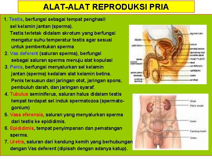 ALAT-ALAT REPRODUKSI PRIA 1. Testis, berfungsi sebagai tempat penghasil sel kelamin jantan (sperma). Testis