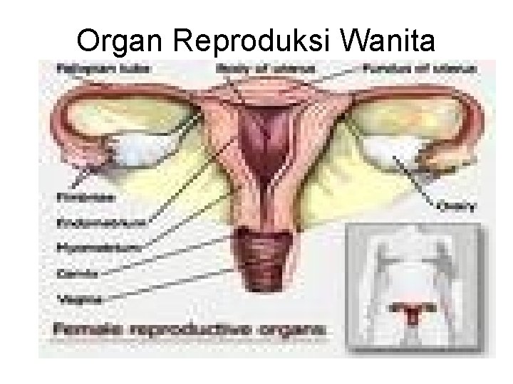 Organ Reproduksi Wanita 