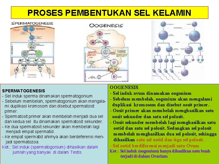 PROSES PEMBENTUKAN SEL KELAMIN SPERMATOGENESIS - Sel induk sperma dinamakan spermatogonium - Sebelum membelah,