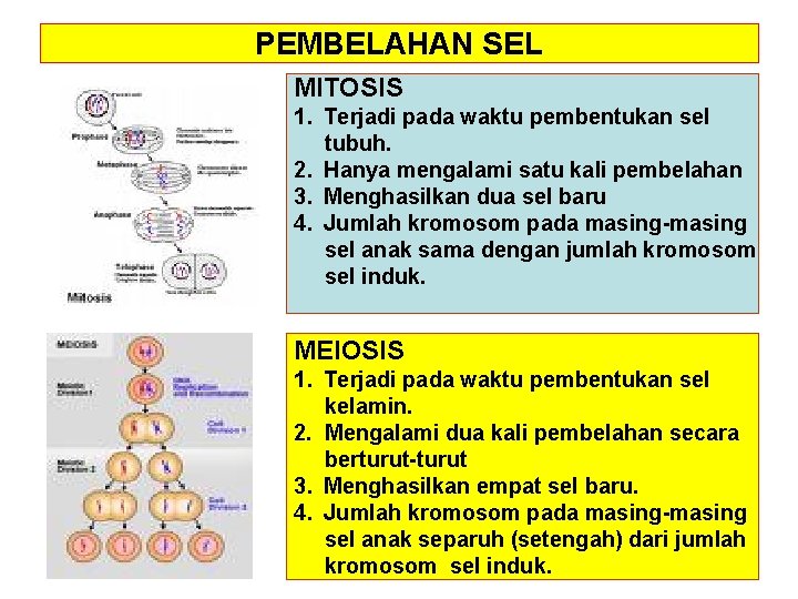 PEMBELAHAN SEL MITOSIS 1. Terjadi pada waktu pembentukan sel tubuh. 2. Hanya mengalami satu