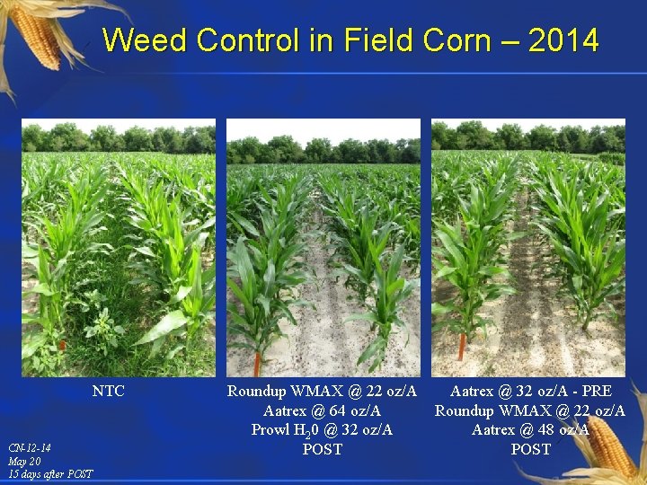 Weed Control in Field Corn – 2014 NTC CN-12 -14 May 20 15 days