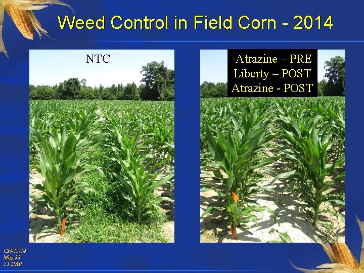 Weed Control in Field Corn - 2014 NTC CN-15 -14 May 22 51 DAP