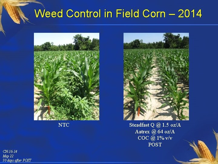 Weed Control in Field Corn – 2014 NTC CN-16 -14 May 22 30 days