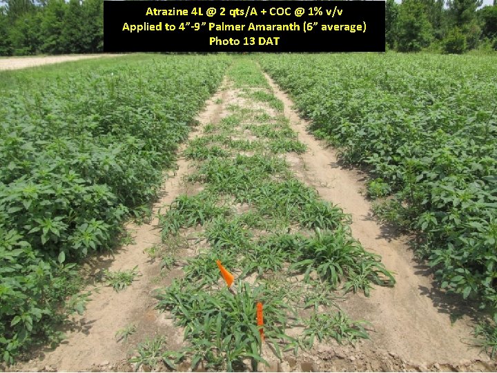 Atrazine 4 L @ 2 qts/A + COC @ 1% v/v Applied to 4”-9”