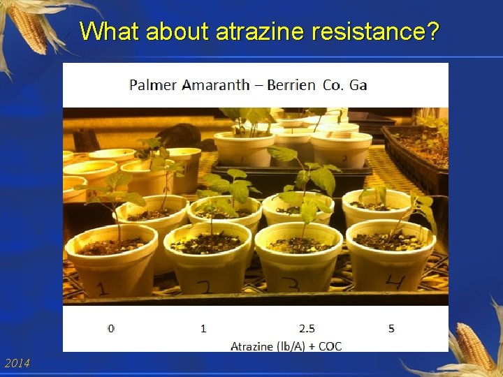 What about atrazine resistance? 2014 