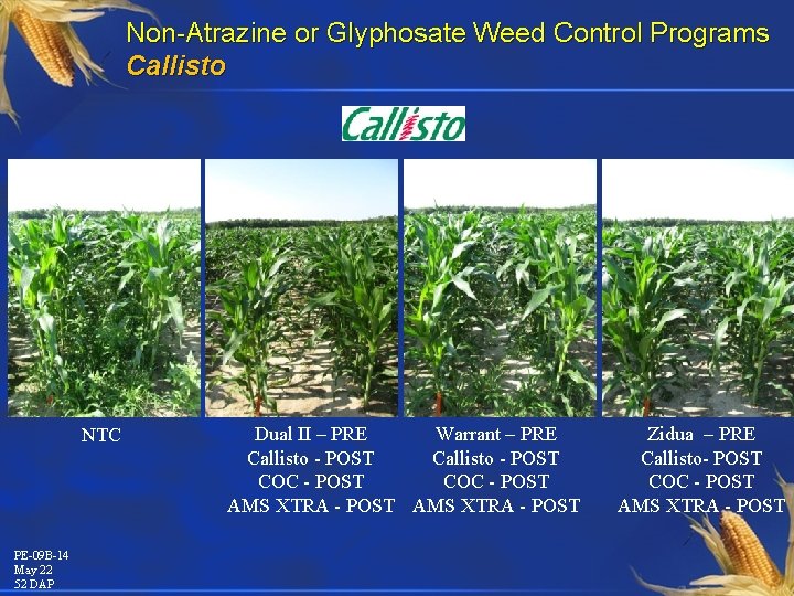 Non-Atrazine or Glyphosate Weed Control Programs Callisto NTC PE-09 B-14 May 22 52 DAP