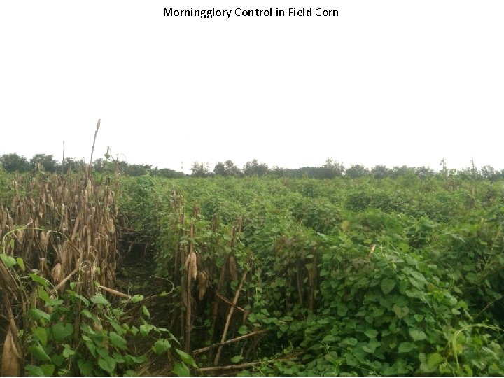 Morningglory Control in Field Corn 