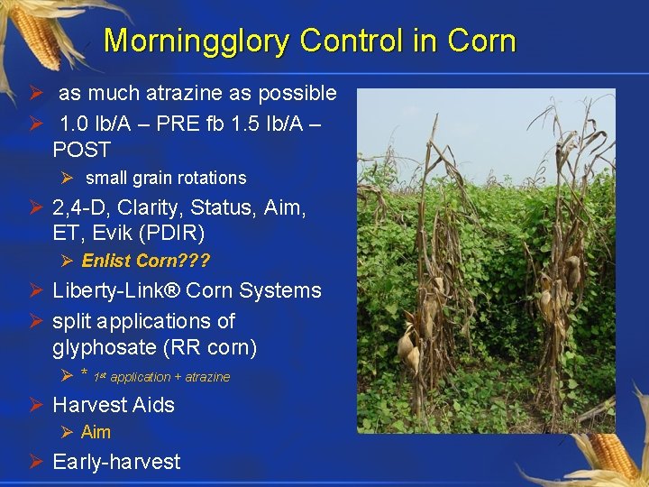 Morningglory Control in Corn Ø as much atrazine as possible Ø 1. 0 lb/A