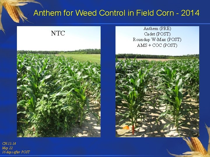 Anthem for Weed Control in Field Corn - 2014 NTC CN-11 -14 May 22