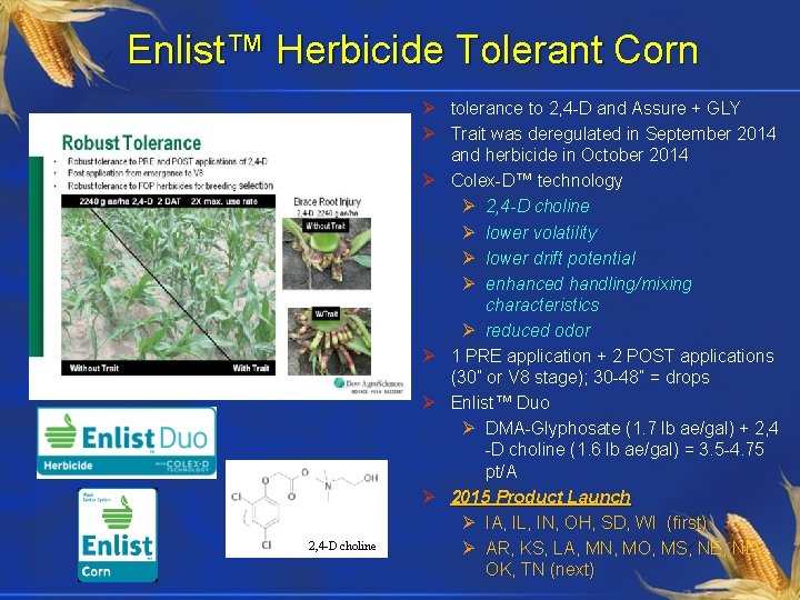 Enlist™ Herbicide Tolerant Corn 2, 4 -D choline Ø tolerance to 2, 4 -D