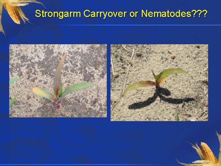 Strongarm Carryover or Nematodes? ? ? 