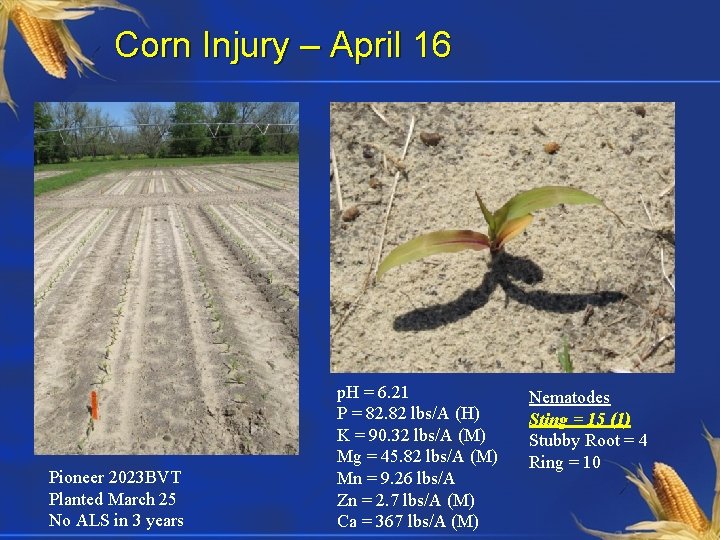 Corn Injury – April 16 Pioneer 2023 BVT Planted March 25 No ALS in