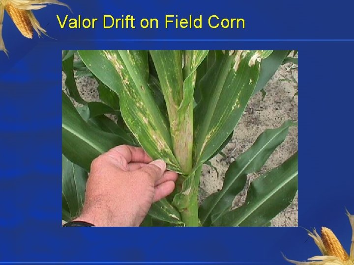 Valor Drift on Field Corn 