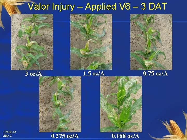 Valor Injury – Applied V 6 – 3 DAT 1. 5 oz/A 3 oz/A