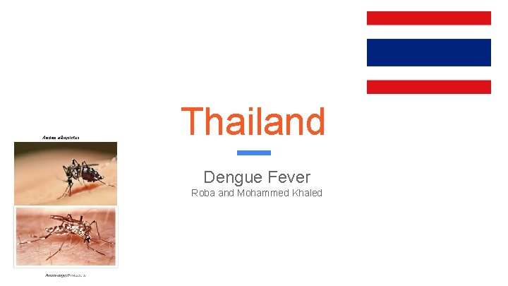 Aedes albopictus Thailand Dengue Fever Roba and Mohammed Khaled 