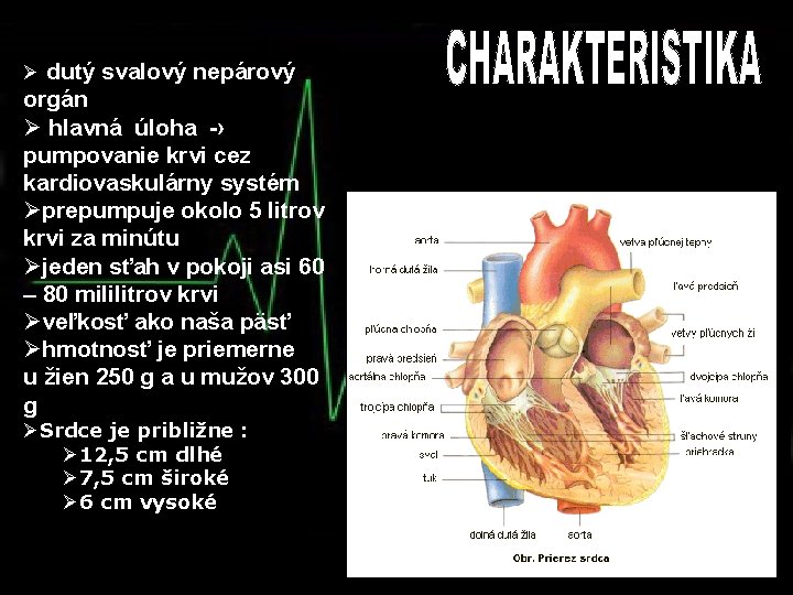 Ø dutý svalový nepárový orgán Ø hlavná úloha -› pumpovanie krvi cez kardiovaskulárny systém