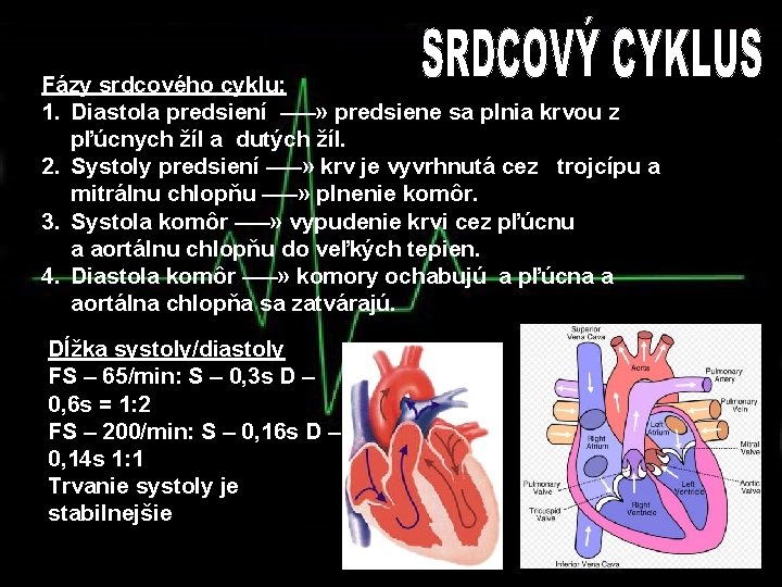 Fázy srdcového cyklu: 1. Diastola predsiení —–» predsiene sa plnia krvou z pľúcnych žíl
