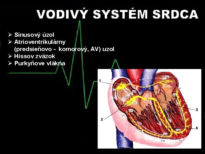 Ø Sínusový úzol Ø Atrioventrikulárny (predsieňovo - komorový, AV) uzol Ø Hissov zväzok Ø