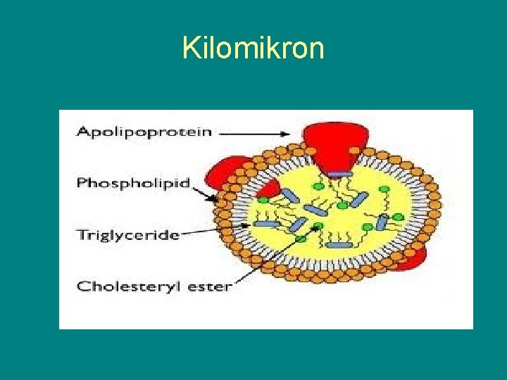 Kilomikron 