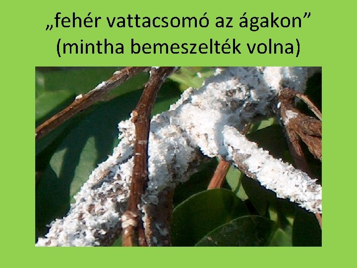 „fehér vattacsomó az ágakon” (mintha bemeszelték volna) 