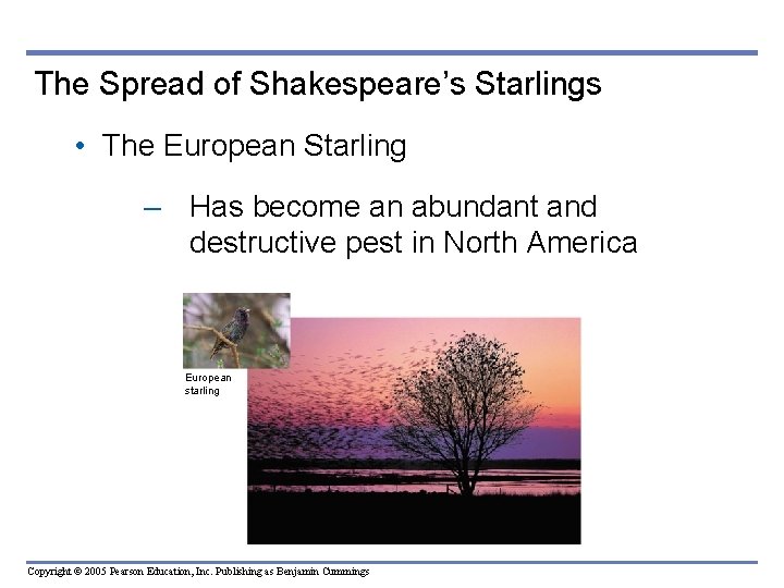 The Spread of Shakespeare’s Starlings • The European Starling – Has become an abundant The Spread of Shakespeare’s Starlings • The European Starling – Has become an abundant