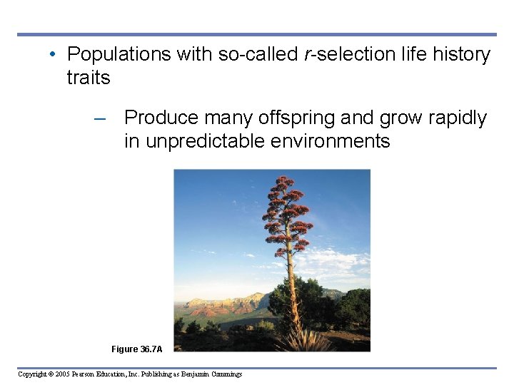 • Populations with so-called r-selection life history traits – Produce many offspring and • Populations with so-called r-selection life history traits – Produce many offspring and