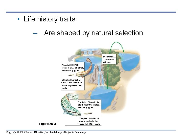 • Life history traits – Are shaped by natural selection Experimental transplant of • Life history traits – Are shaped by natural selection Experimental transplant of
