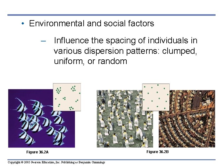 • Environmental and social factors – Influence the spacing of individuals in various • Environmental and social factors – Influence the spacing of individuals in various
