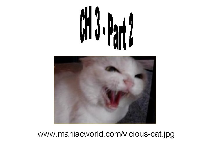 www. maniacworld. com/vicious-cat. jpg 