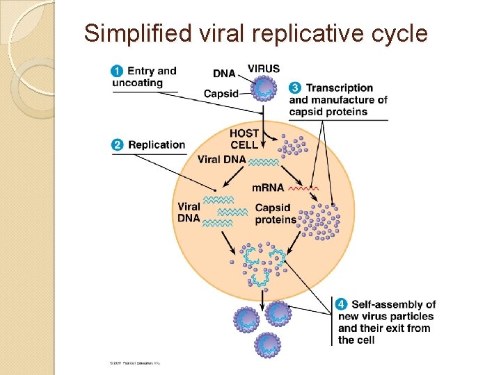 Simplified viral replicative cycle 