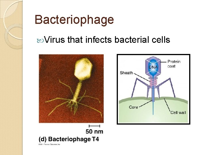 Bacteriophage Virus that infects bacterial cells 