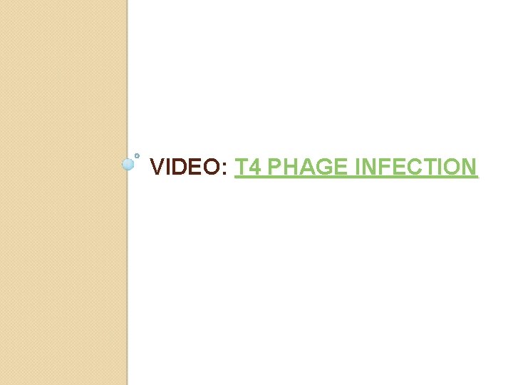 VIDEO: T 4 PHAGE INFECTION 