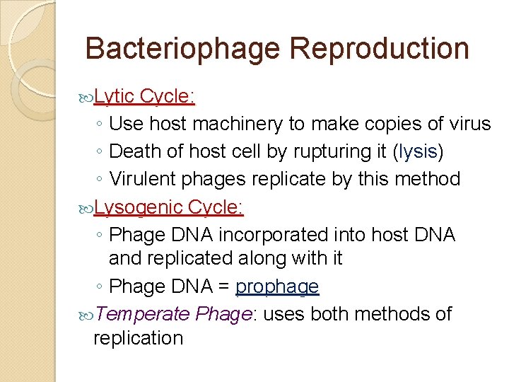 Bacteriophage Reproduction Lytic Cycle: ◦ Use host machinery to make copies of virus ◦