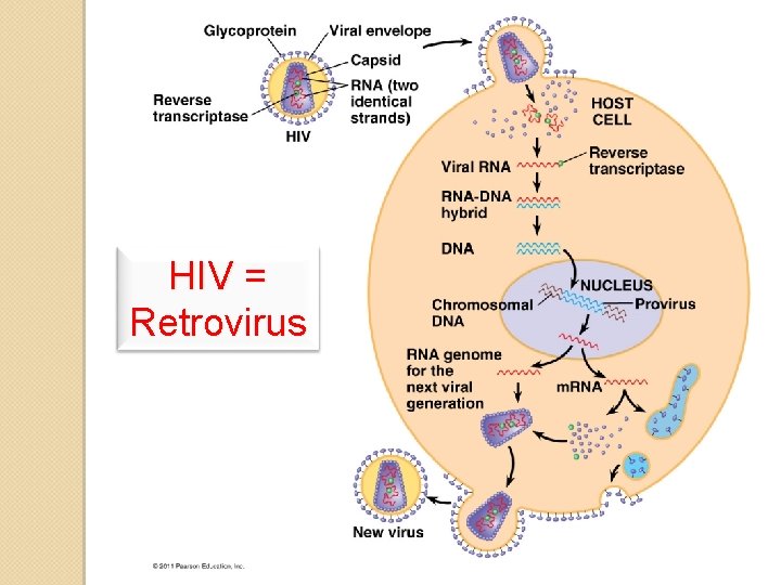HIV = Retrovirus 