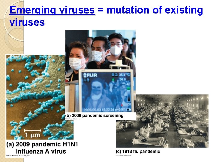 Emerging viruses = mutation of existing viruses 