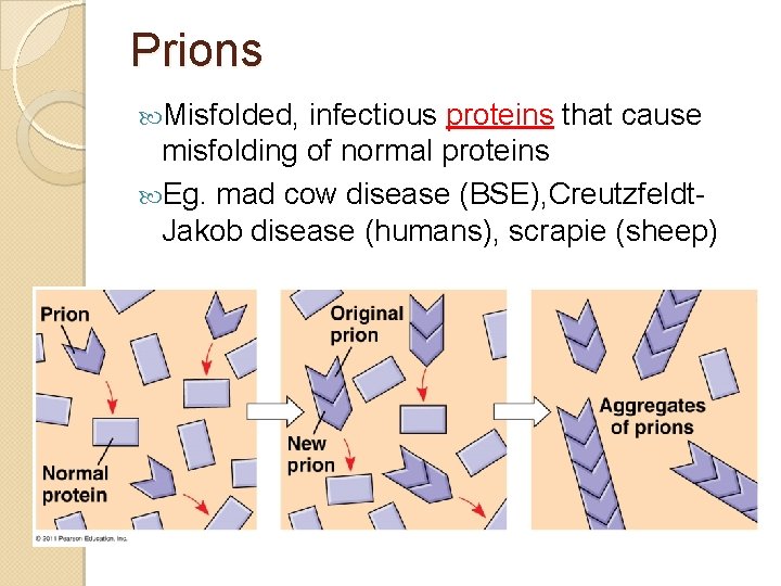 Prions Misfolded, infectious proteins that cause misfolding of normal proteins Eg. mad cow disease