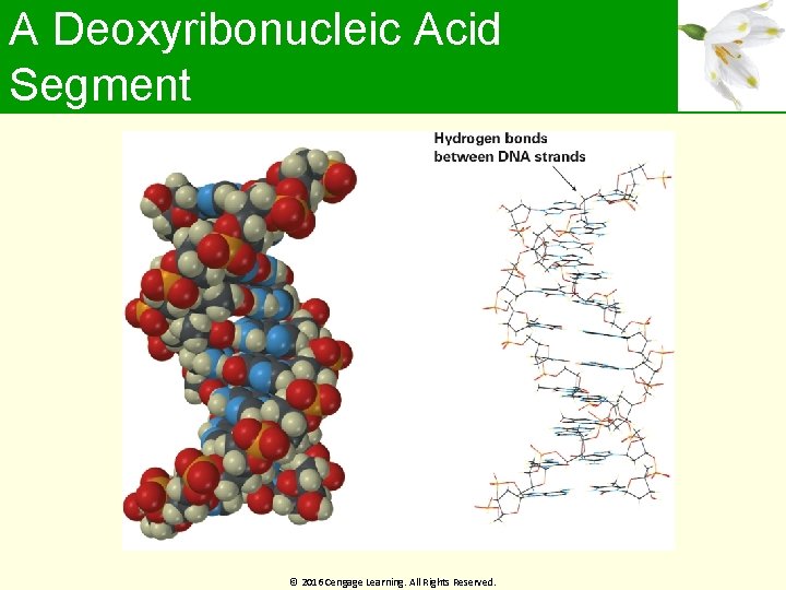 A Deoxyribonucleic Acid Segment © 2016 Cengage Learning. All Rights Reserved. 