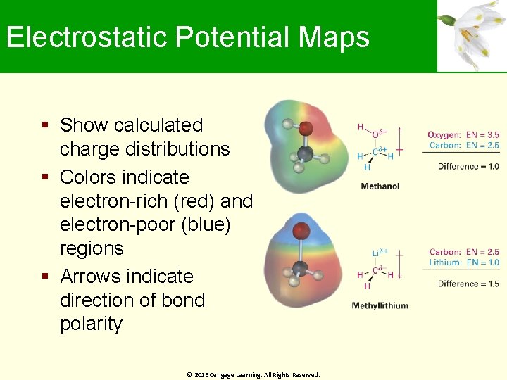 Electrostatic Potential Maps Show calculated charge distributions Colors indicate electron-rich (red) and electron-poor (blue)